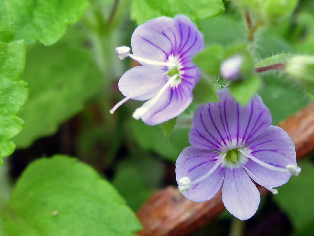 Two flowers