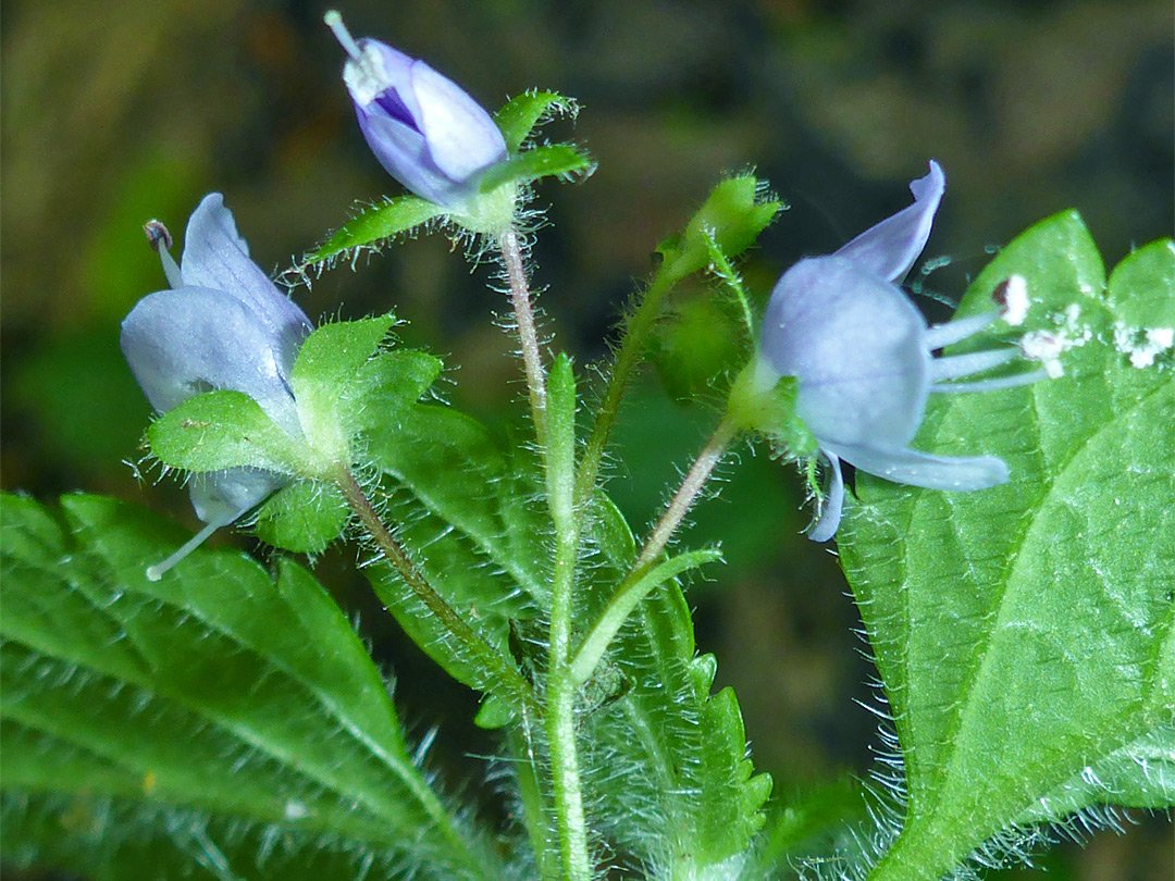 Hairy stem