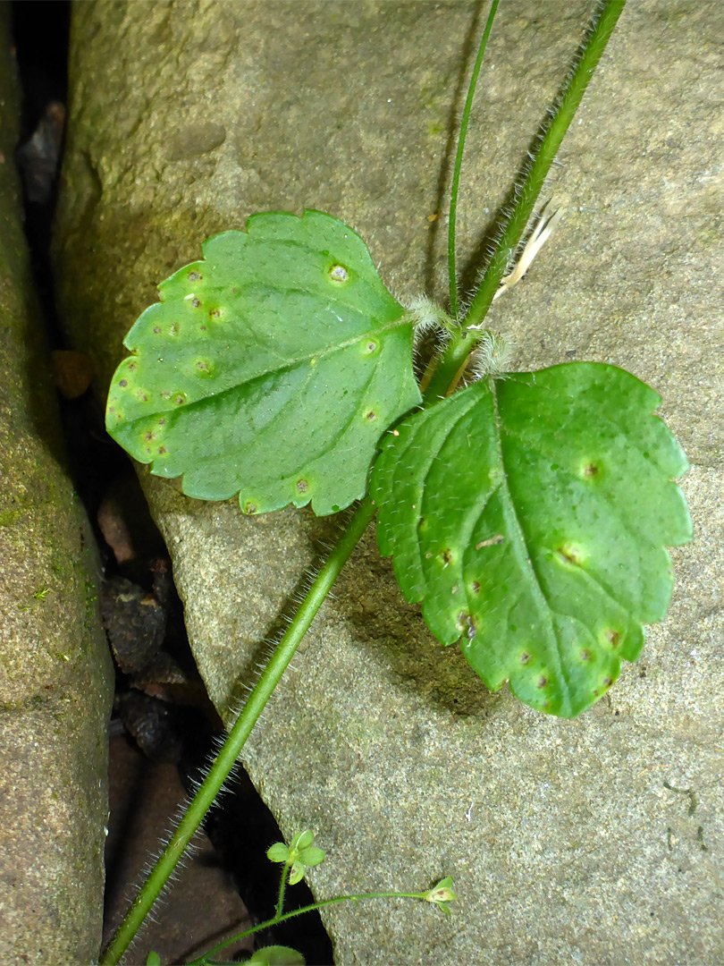 Toothed, opposite leaves