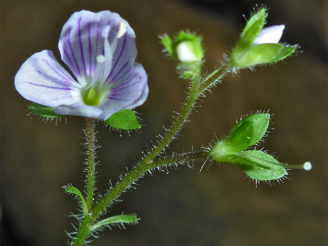 Hairy sepals and pedicels