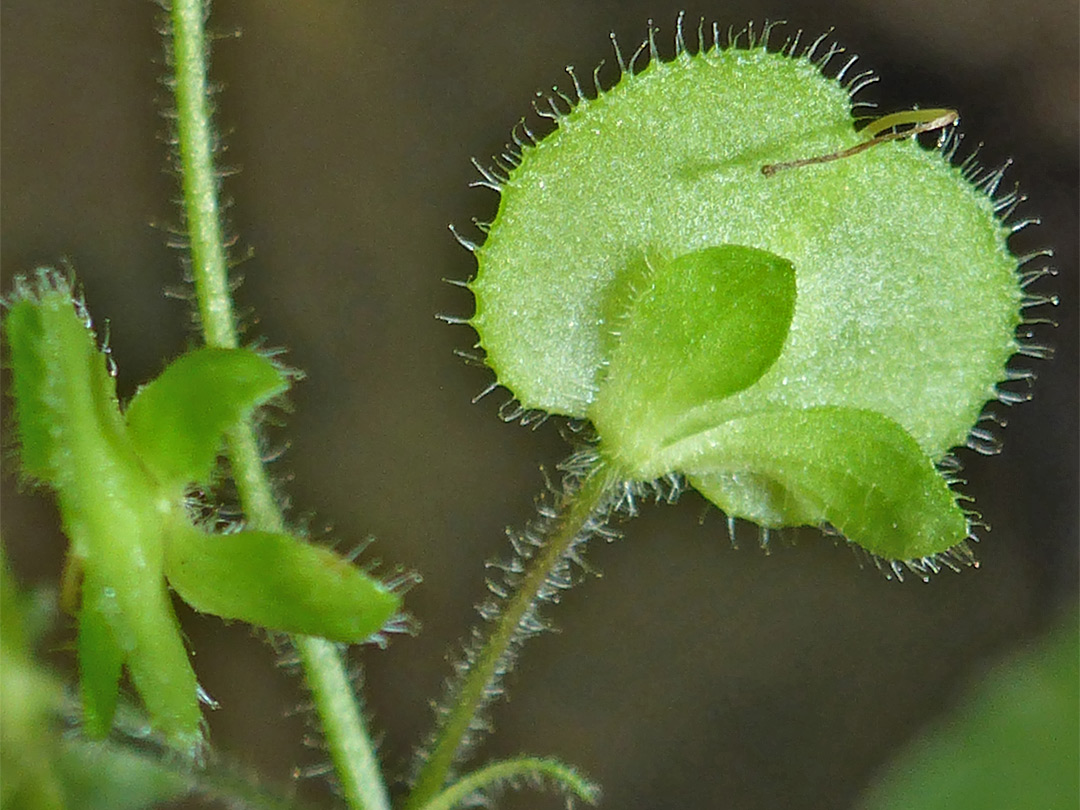 Flattened fruit