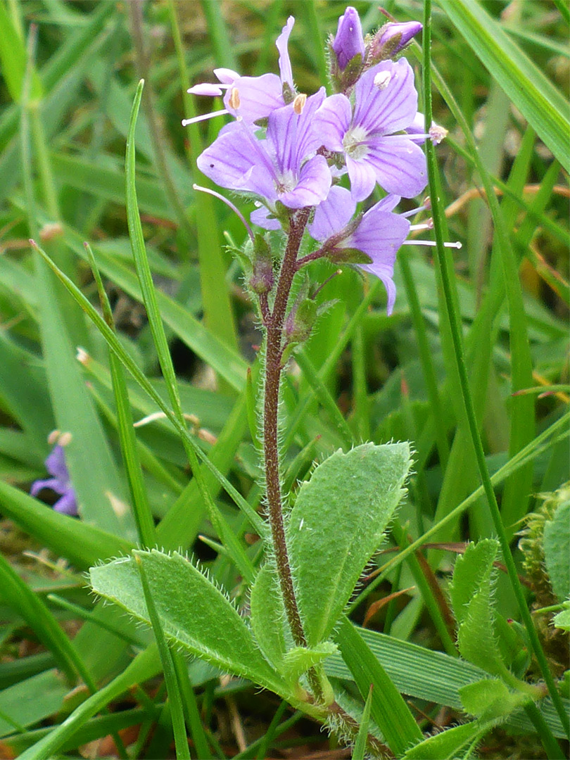 Heath speedwell