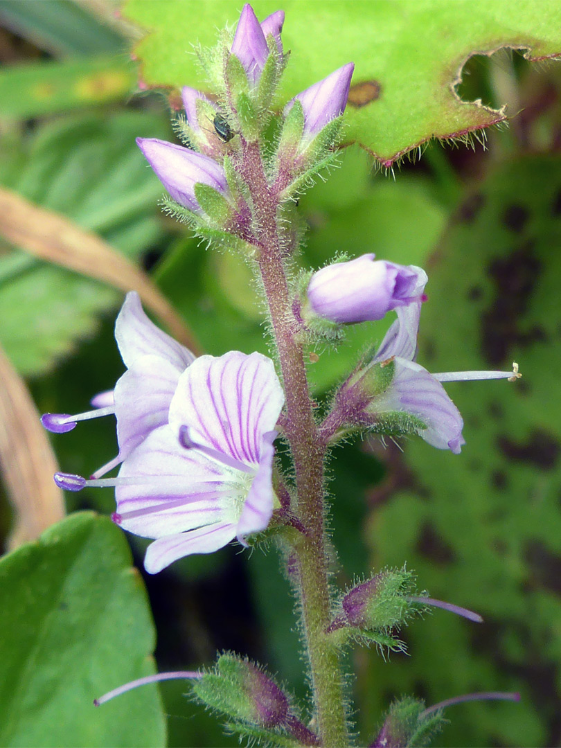 Hairy stem