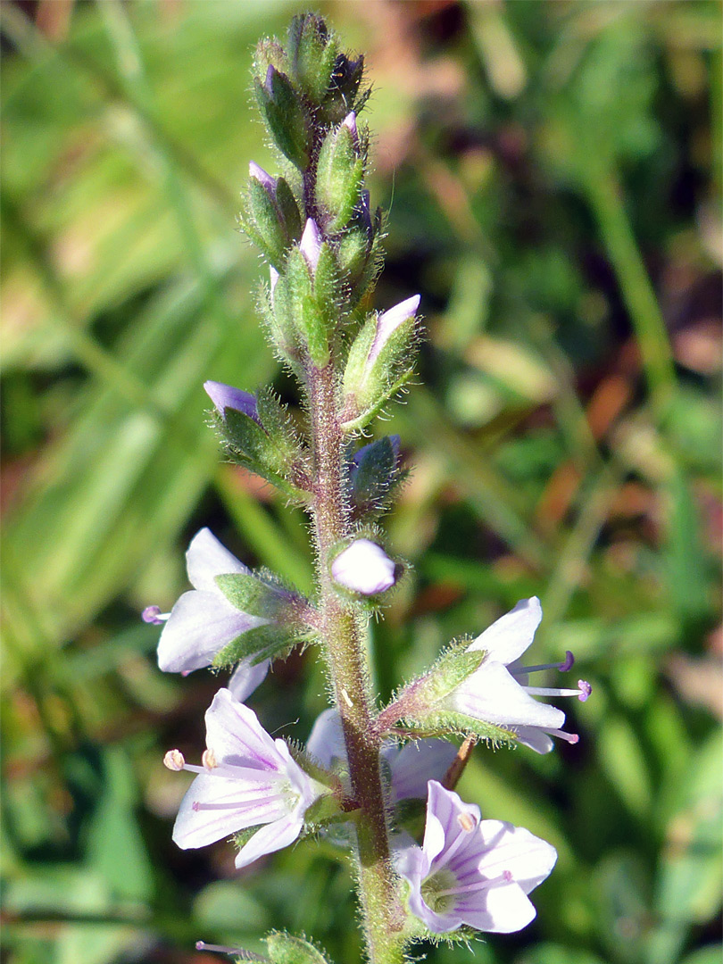 Heath speedwell