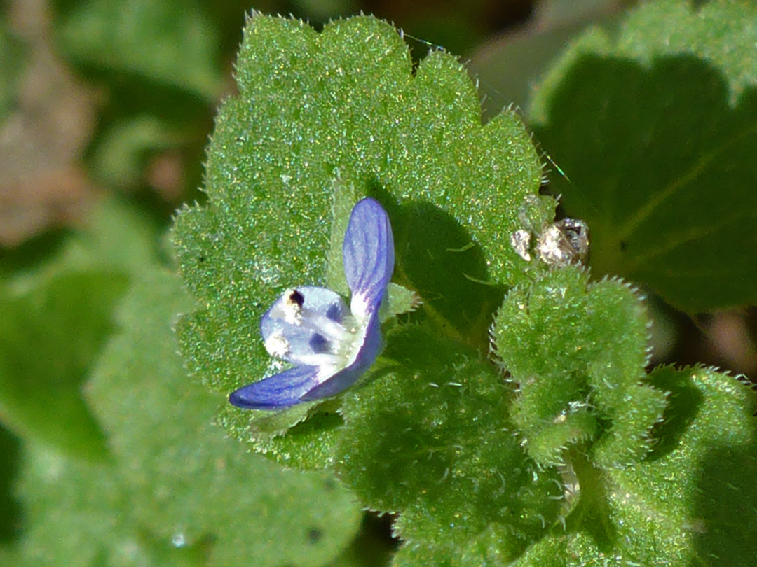 Flower and leaves