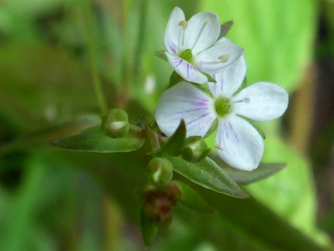 Pair of flowers