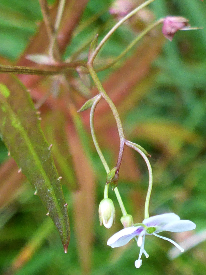 Marsh speedwell