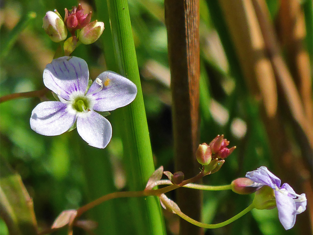 Marsh speedwell