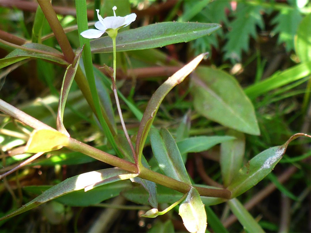 Hairless stem and pedicels