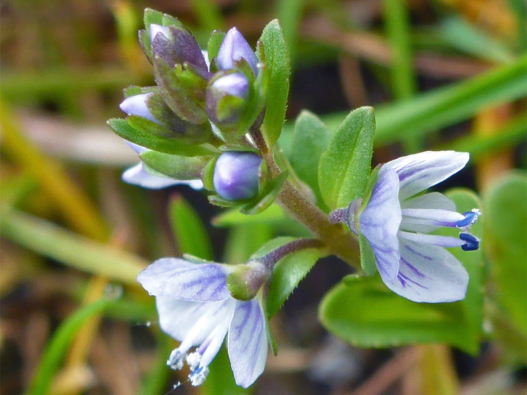 Pale blue flowers