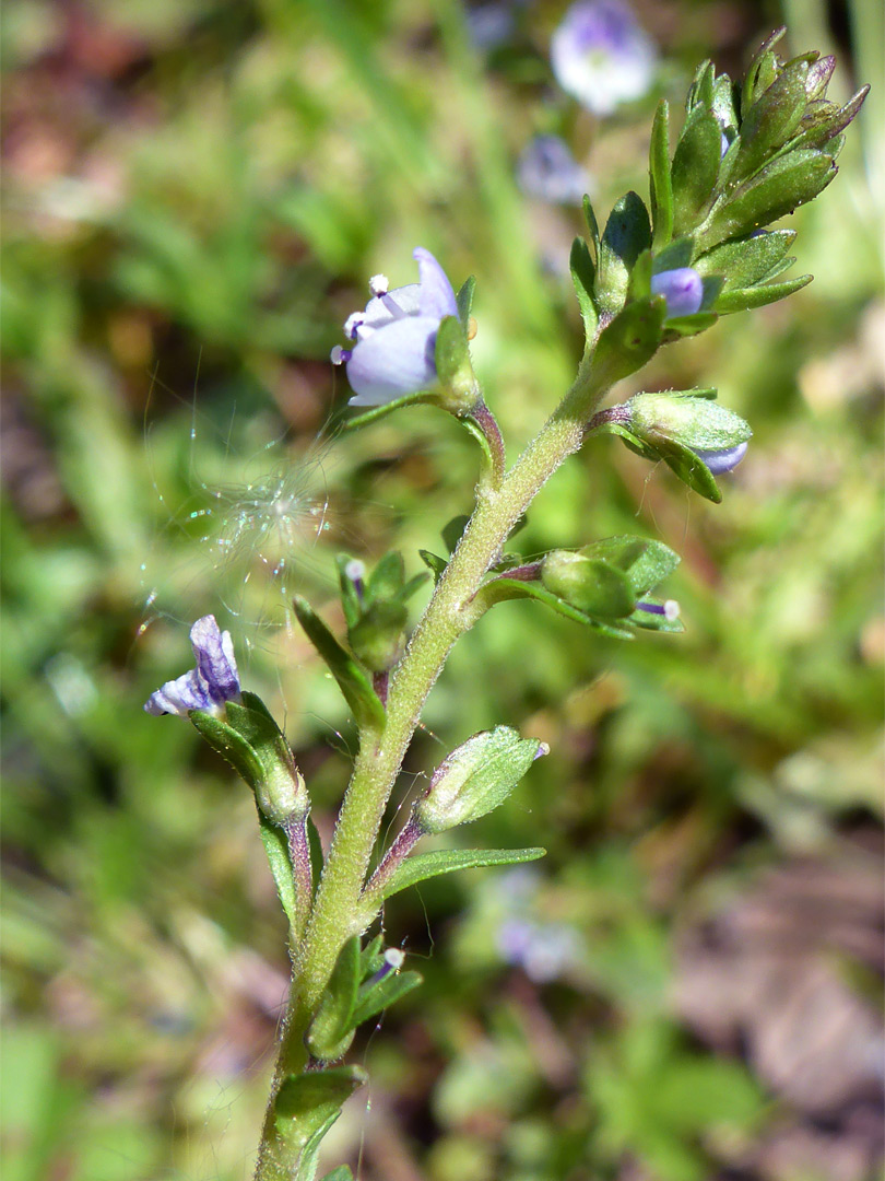 Upper stem