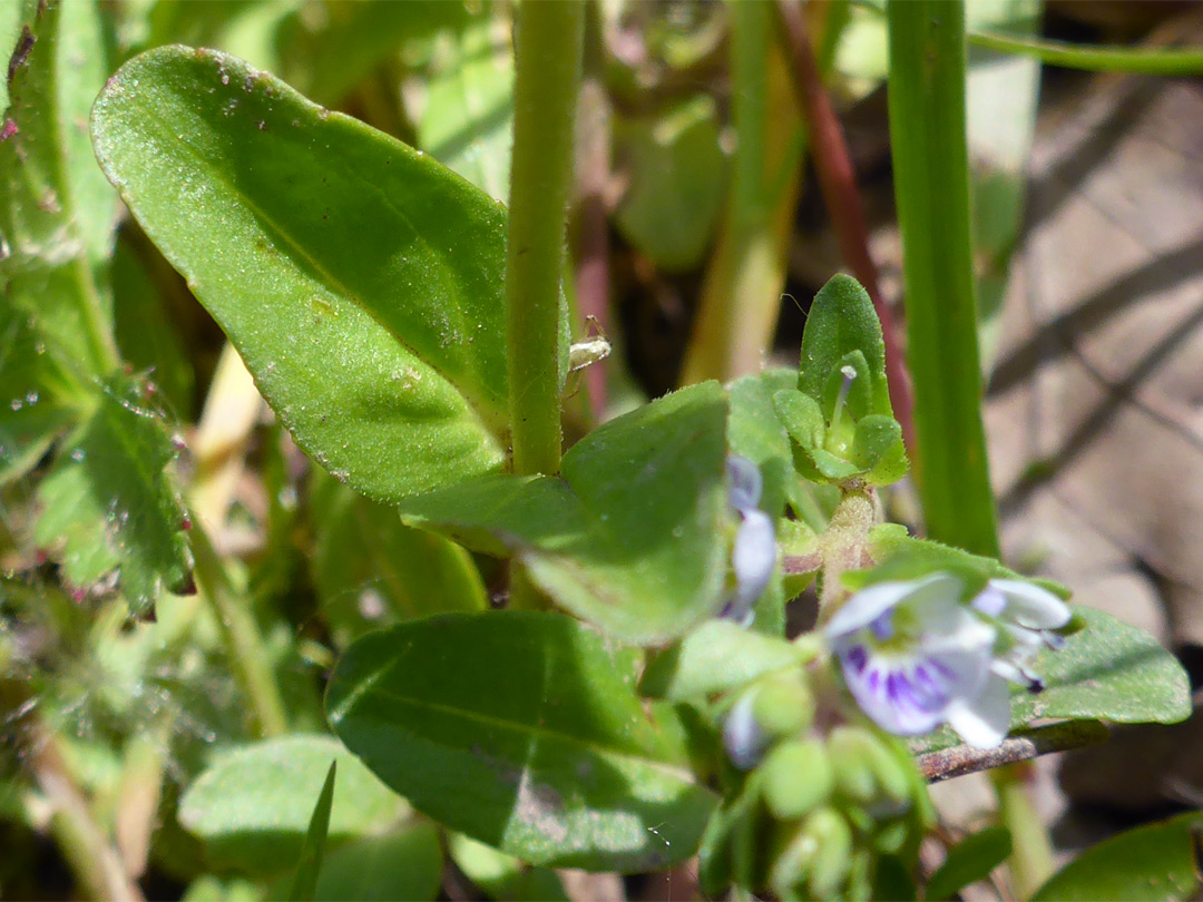 Opposite leaves