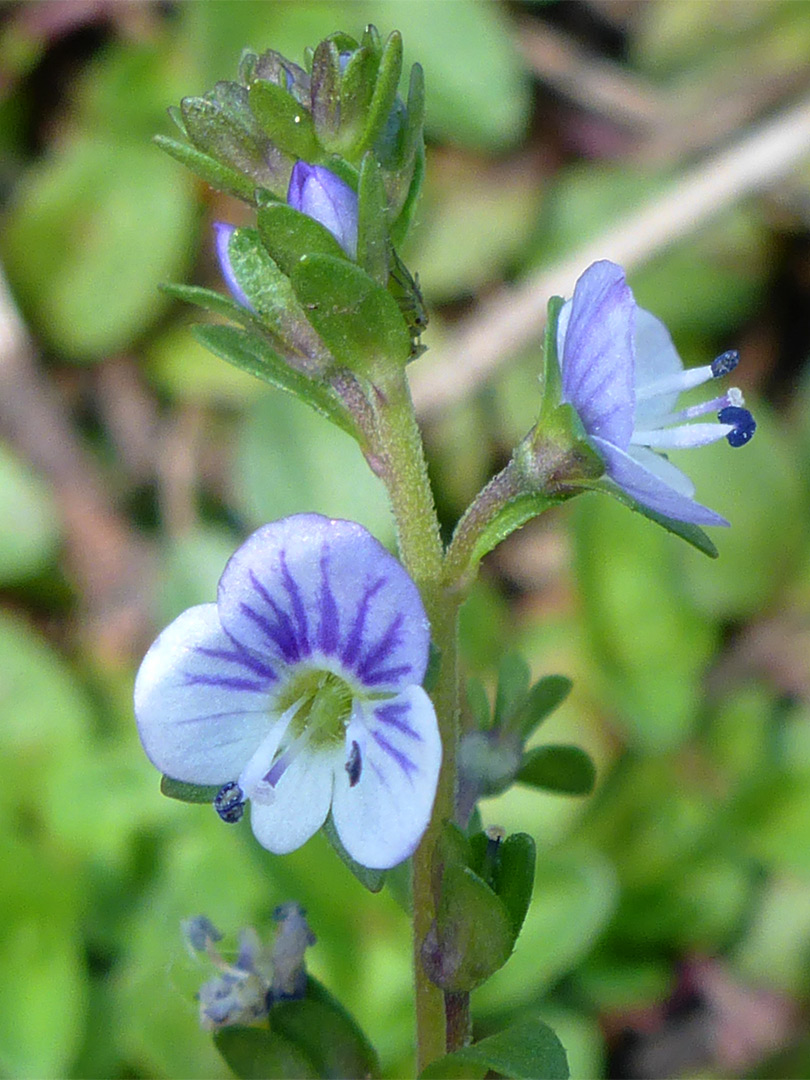 Flowers and buds