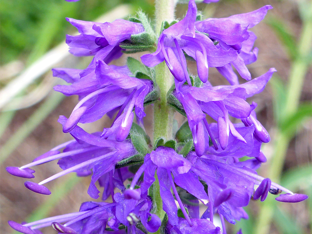 Purple corollas and anthers