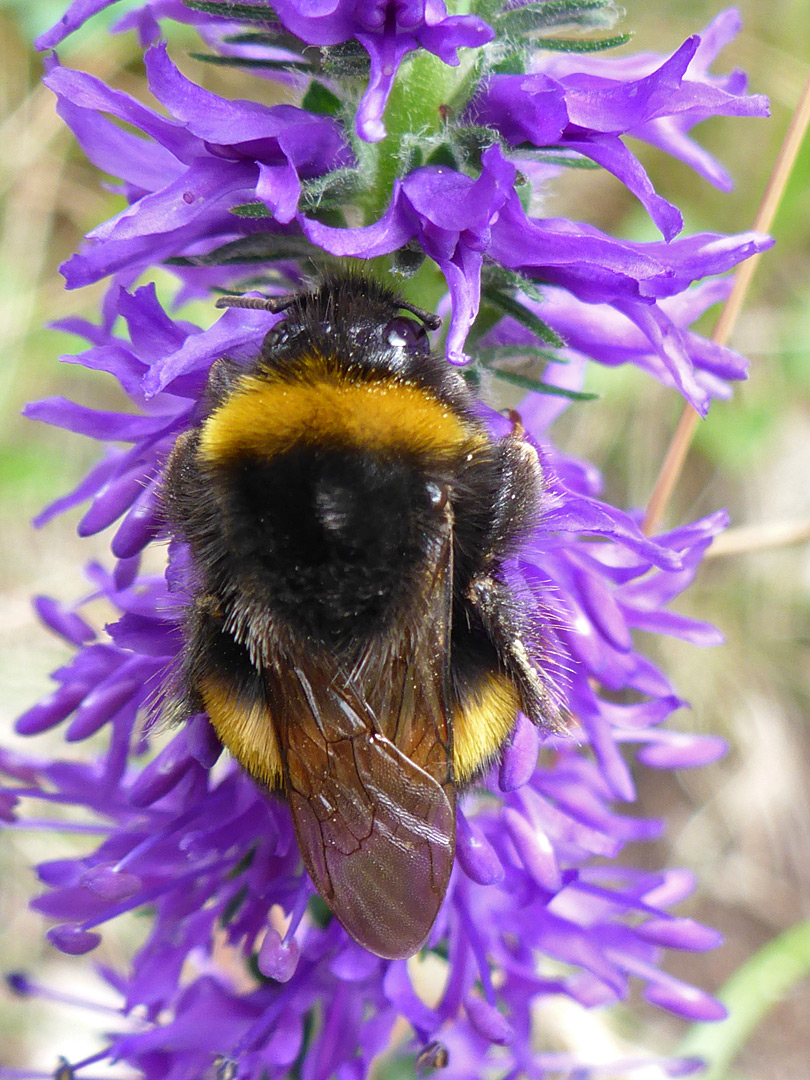 Bee on flowers