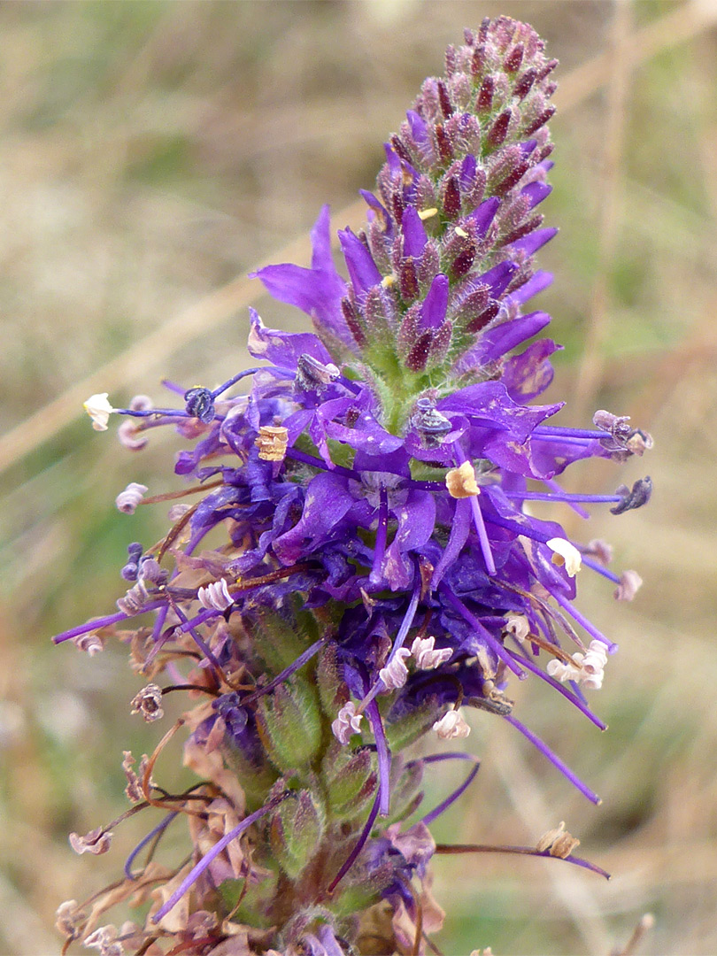 Developing inflorescence