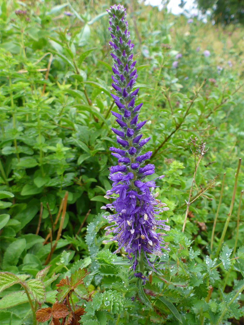 Elongated flower cluster