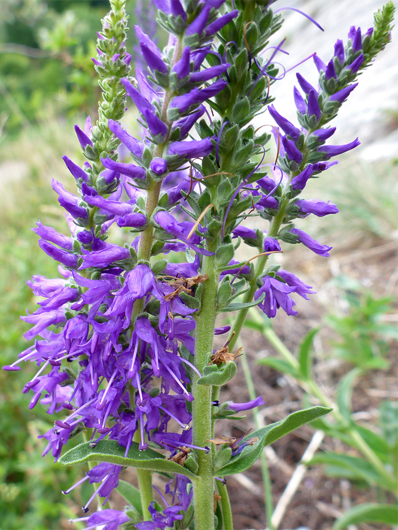 Closely-spaced flowers