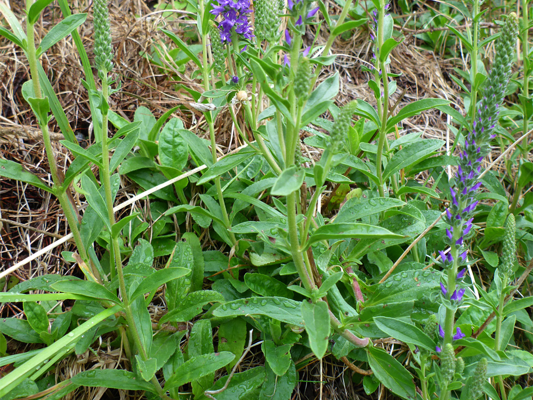 Leaves