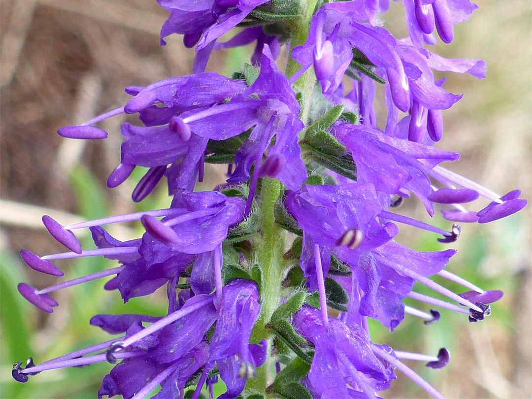 Blue flowers