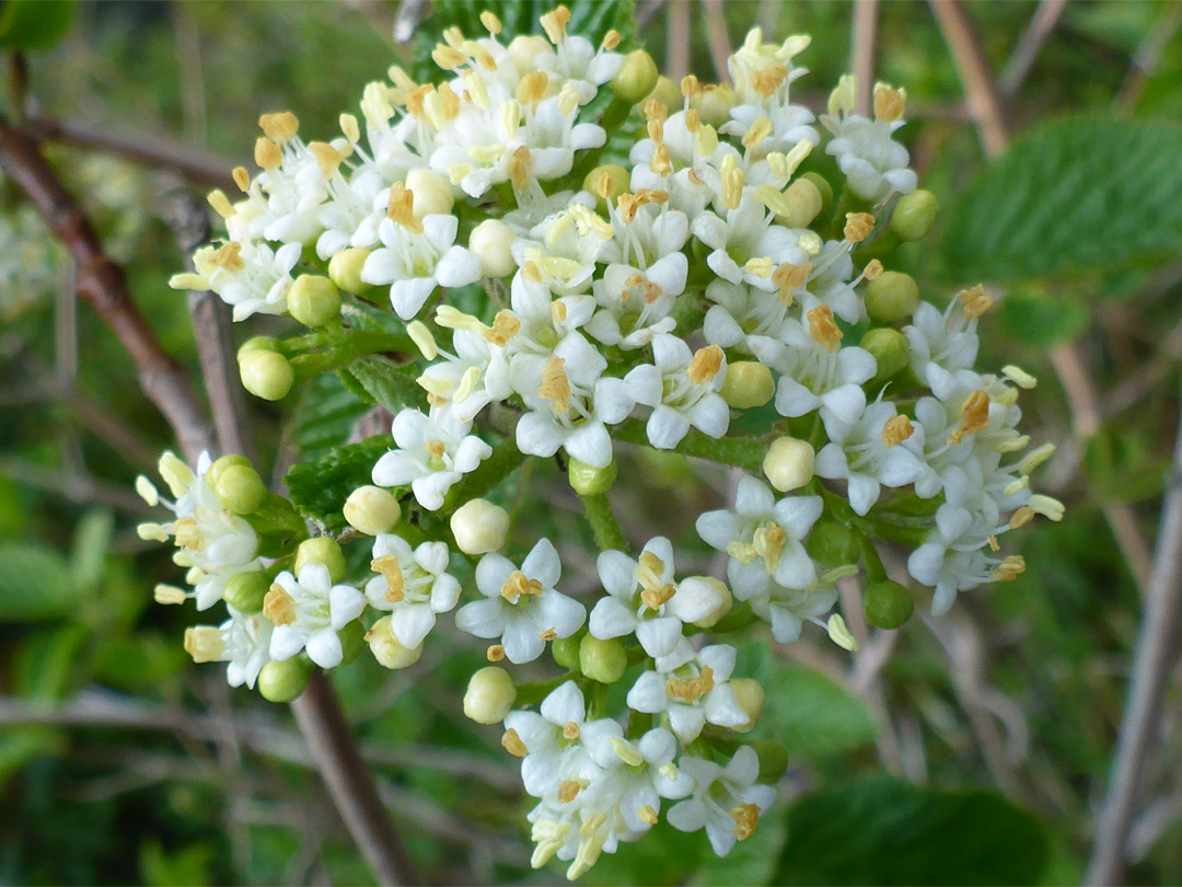 Greenish-white flowers