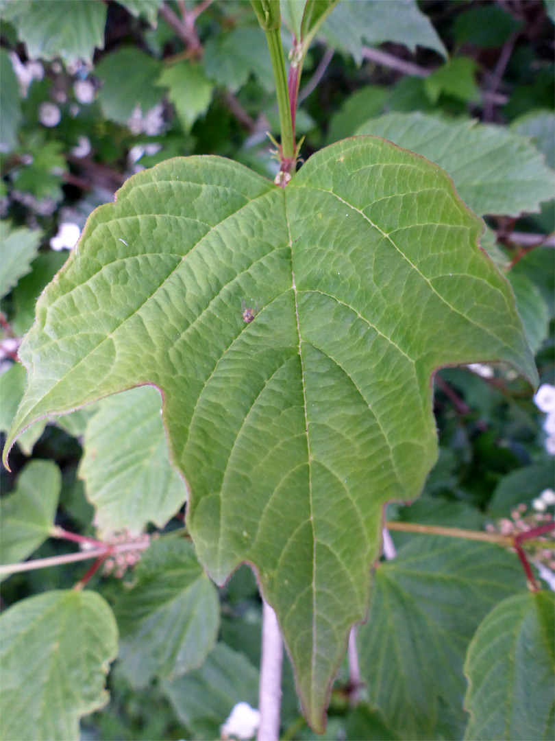 Grey-green leaf