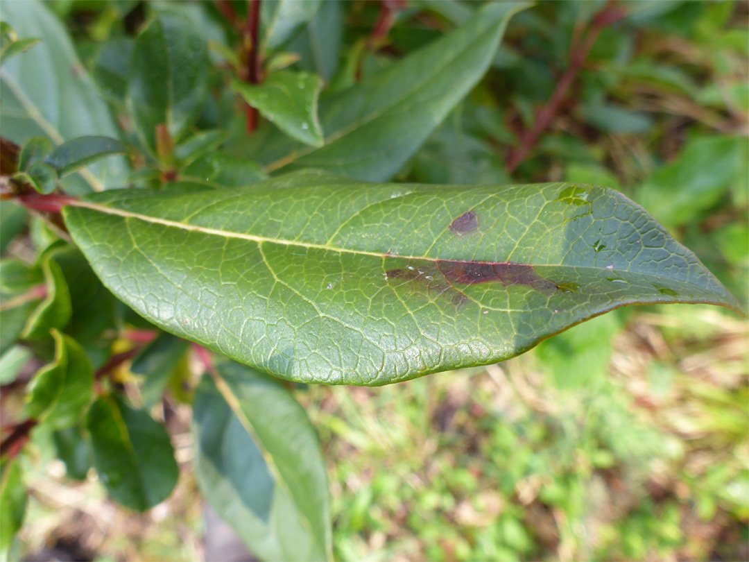 Shiny leaf