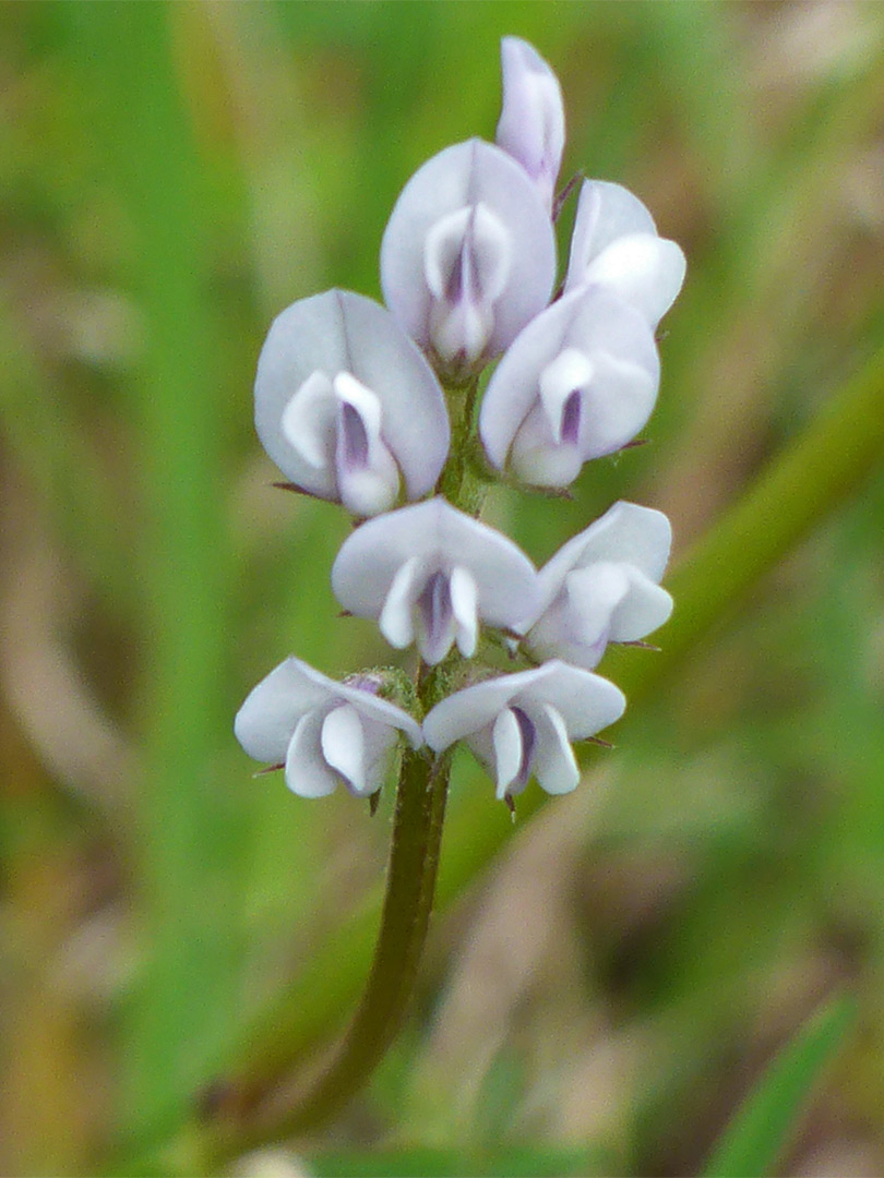 Flower cluster