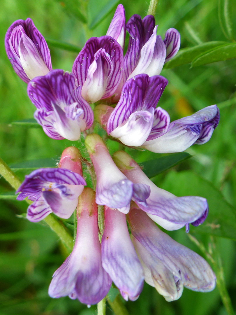 Stongly-veined petals