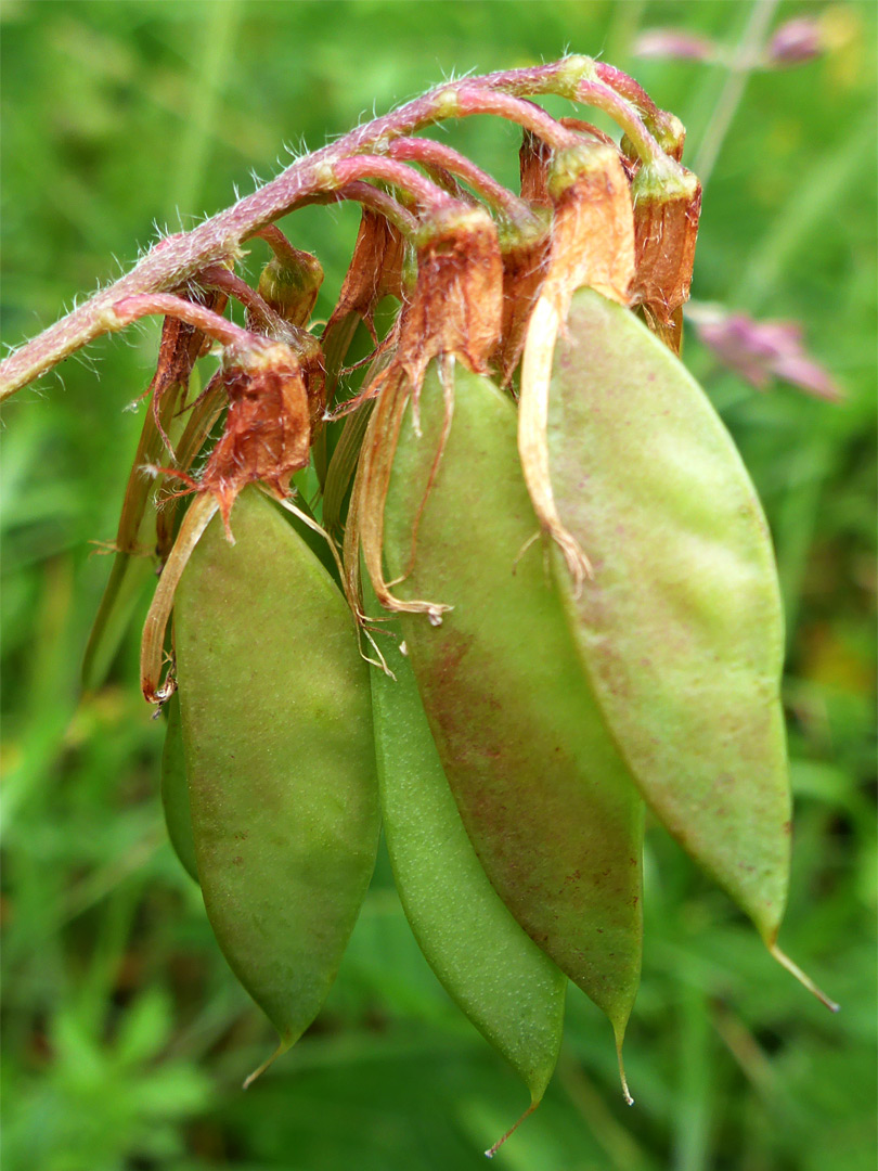 Seed pods