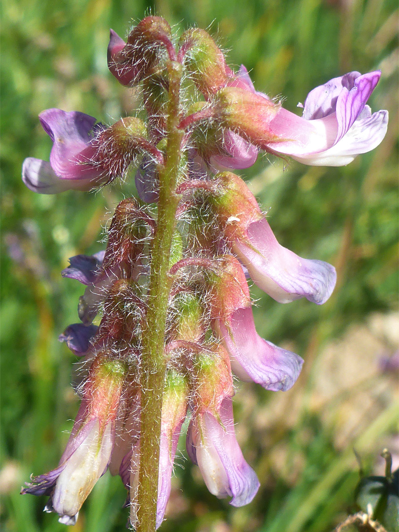 Hairy stem