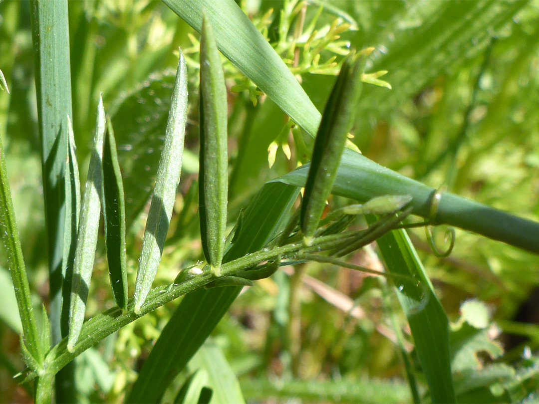 Narrow leaflets