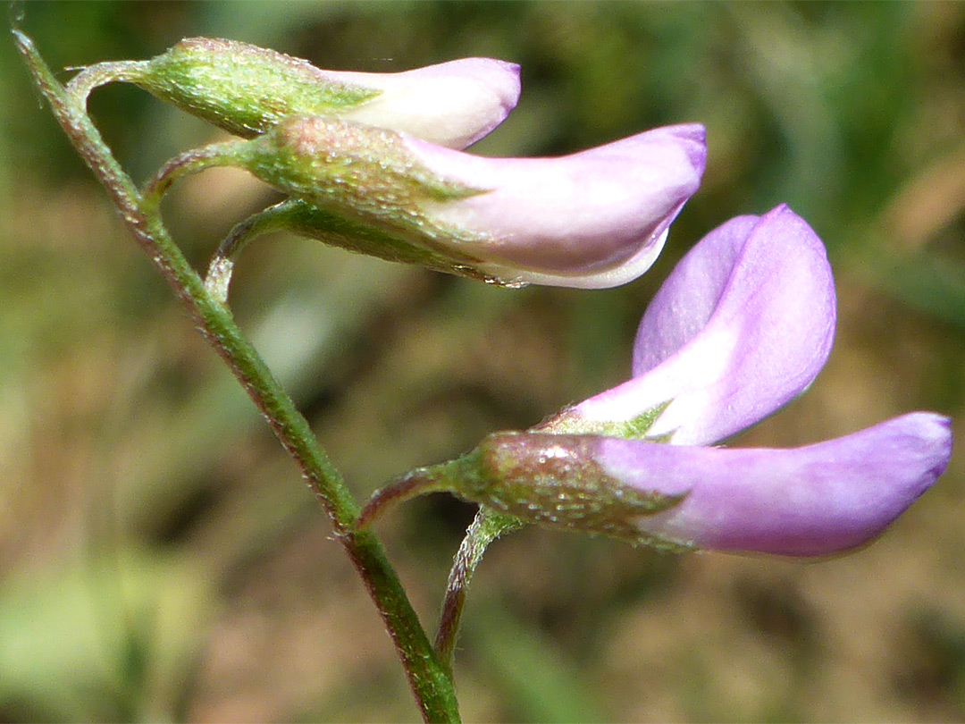 Five flowers