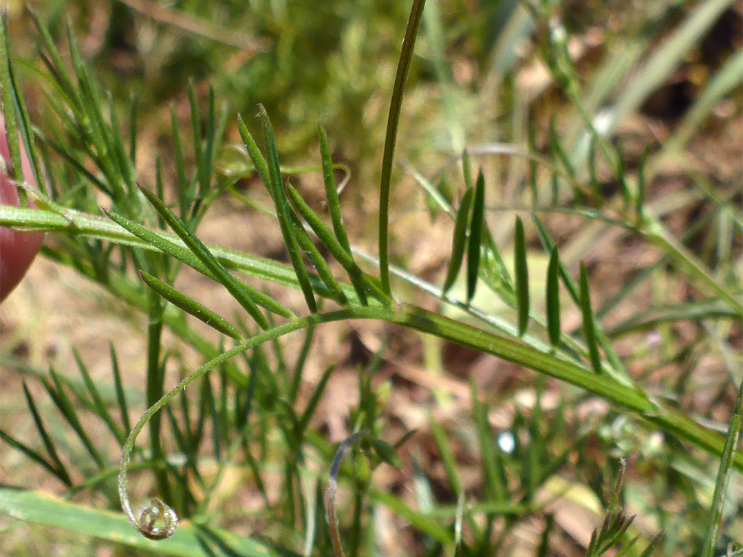 Leaflets and tendril