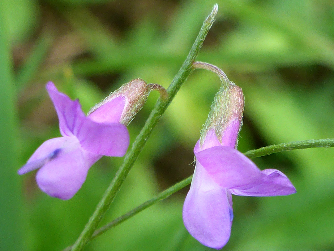 Pair of flowers