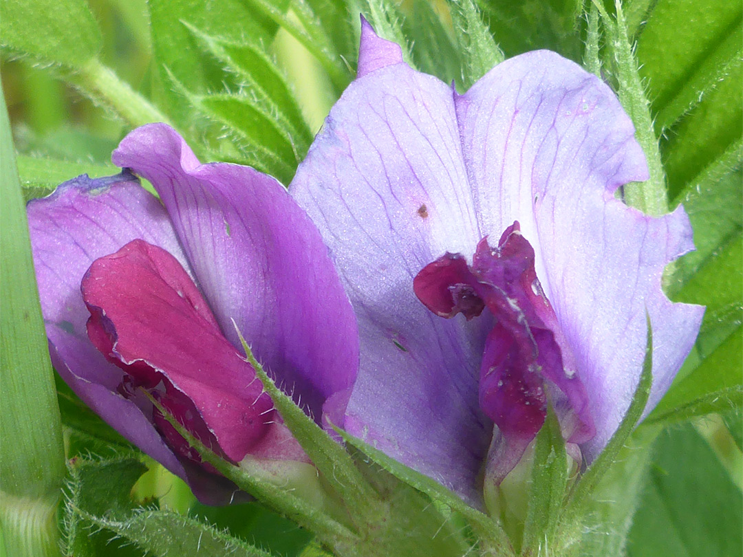 Pink and purple flowers