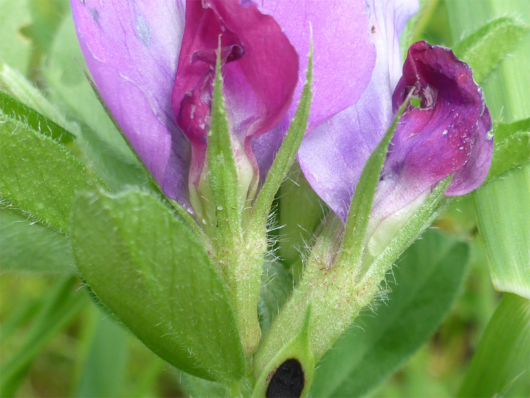 Slender calyx lobes