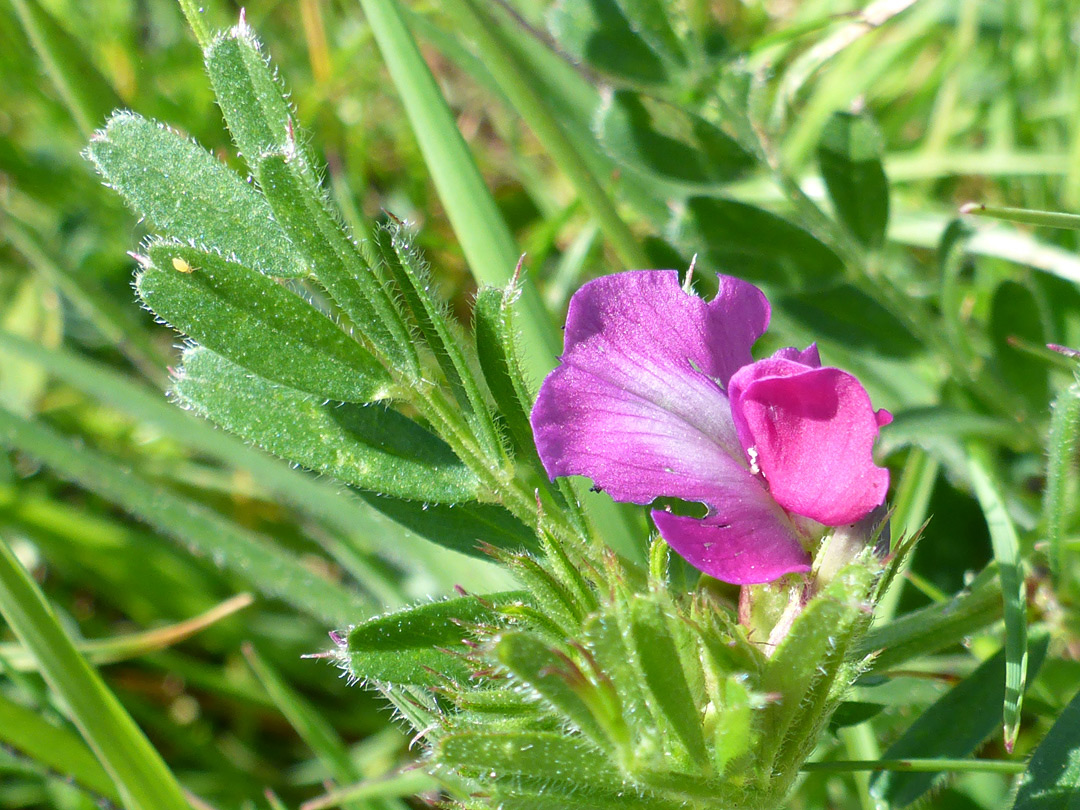 Pink flower