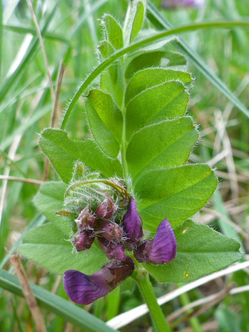 Leaf and flowers