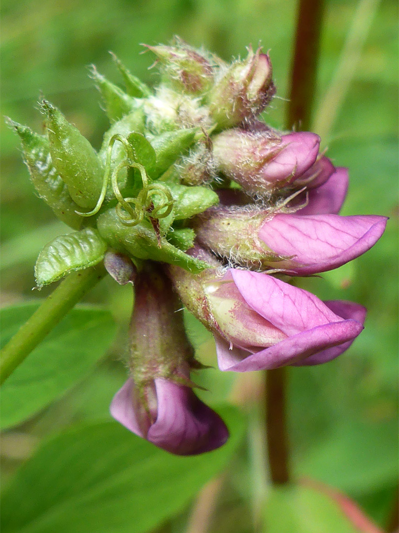 Flowers and tendril