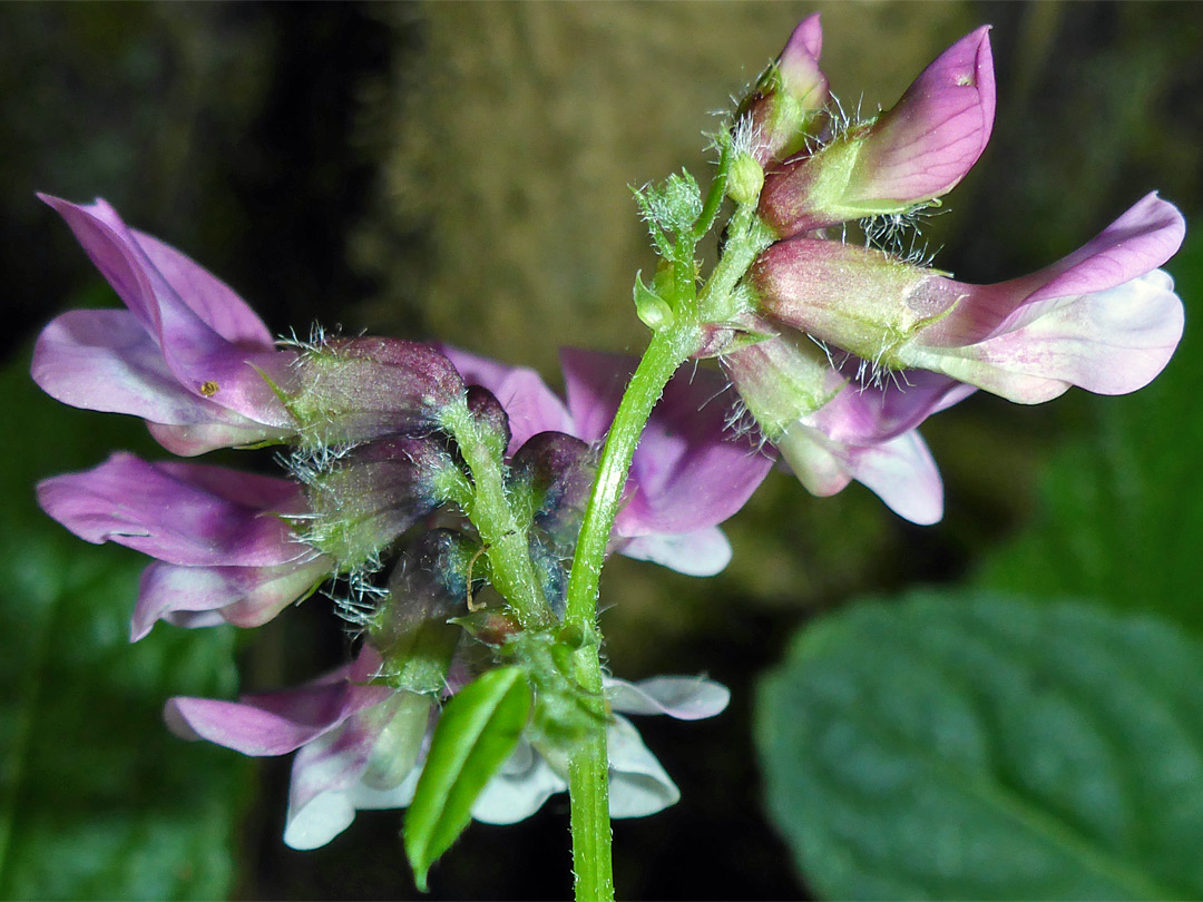 Pinkish-purple flowers