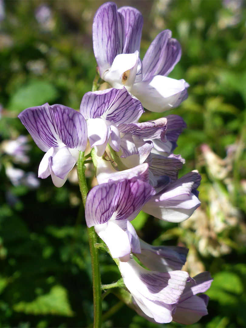 Purple-veined petals