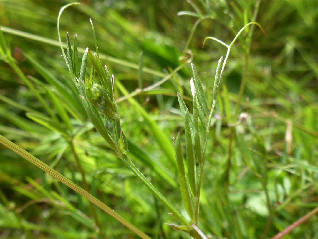 Pinnate leaves