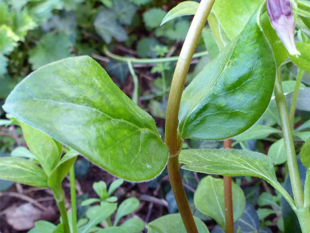 Ciliate leaves