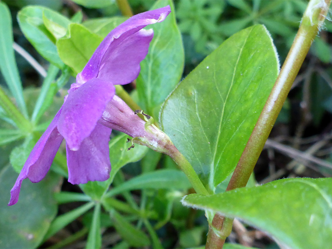 Flower stalk