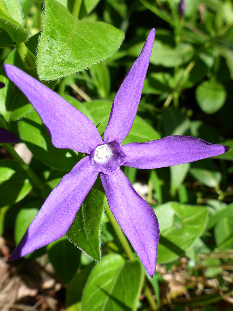 Narrow petals