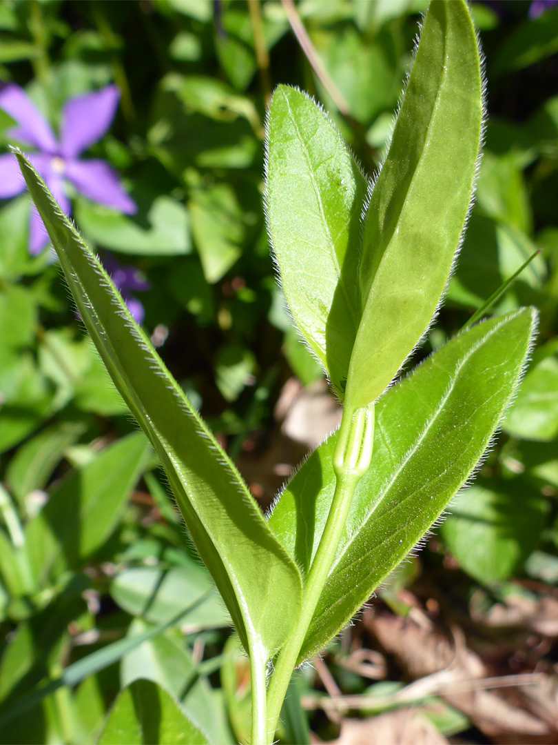 Light green leaves