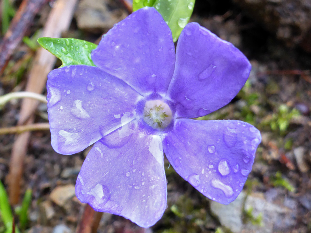 Purple flower