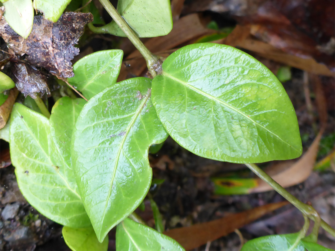 Leaves