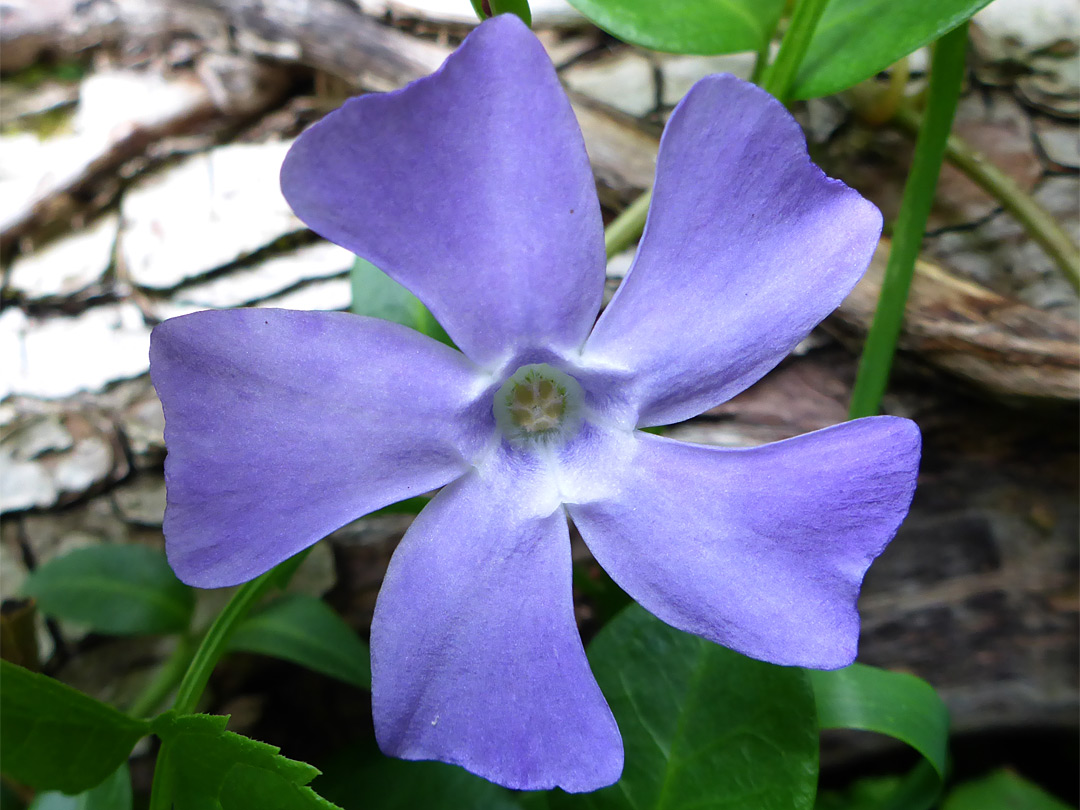 Five-lobed flower